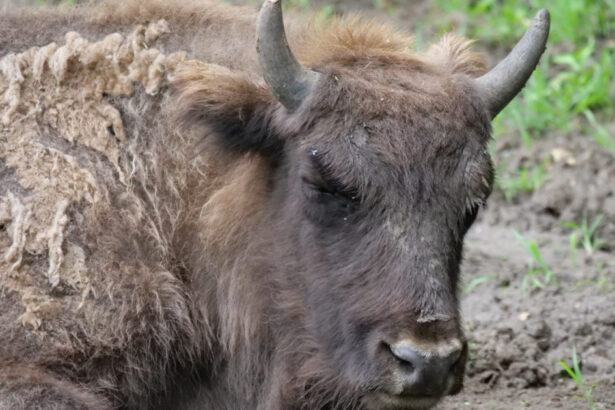 lovitura pentru programul de repopulare a zimbrilor 21 de animale au fost gasite moarte in muntii tarcu anuntul autoritatilor 68d3b578cda80