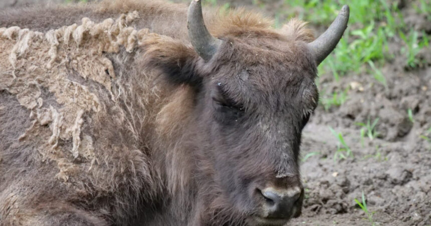 Un nou dezastru pentru inițiativa de reintroducere a zimbrilor: 21 de exemplare descoperite fără viață în Munții Țarcu. Comunicat oficial al autorităților 1 lovitura pentru programul de repopulare a zimbrilor 21 de animale au fost gasite moarte in muntii tarcu anuntul autoritatilor 68d3b578cda80