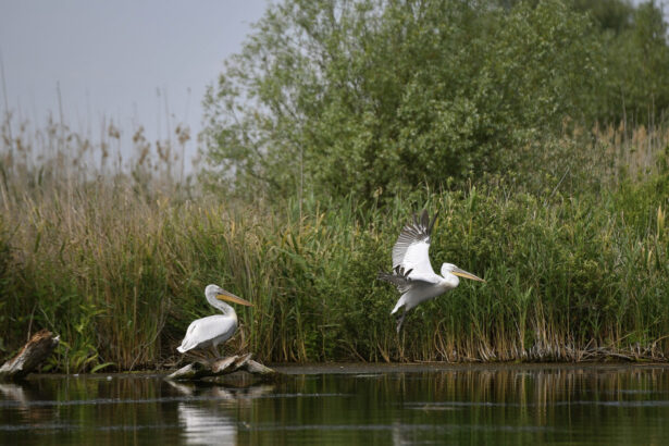 motivul pentru care un roman a traversat ilegal dunarea inot spre ucraina le am spus ca vreau sa lupt in razboi dintr un impuls 68bbbb2de514b