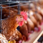 O companie din Constanța dezvoltă o fermă de pui în comuna Săcele. Care este avansul acestui proiect? 3 o firma din constanta amenajeaza in comuna sacele o ferma pentru cresterea puilor in ce stadiu este proiectul 68c634aa6ef6c