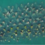 Iarba de mare și recifele artificiale: o oază subacvatică în Marea Neagră 2 pajisti de iarba de mare si recife artificiale create in marea neagra 68c80e7733aa9