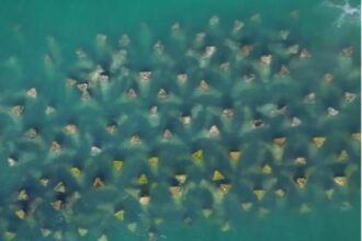pajisti de iarba de mare si recife artificiale create in marea neagra 68c80e7733aa9