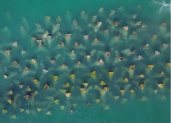 Iarba de mare și recifele artificiale: o oază subacvatică în Marea Neagră 1 pajisti de iarba de mare si recife artificiale create in marea neagra 68c80e7733aa9