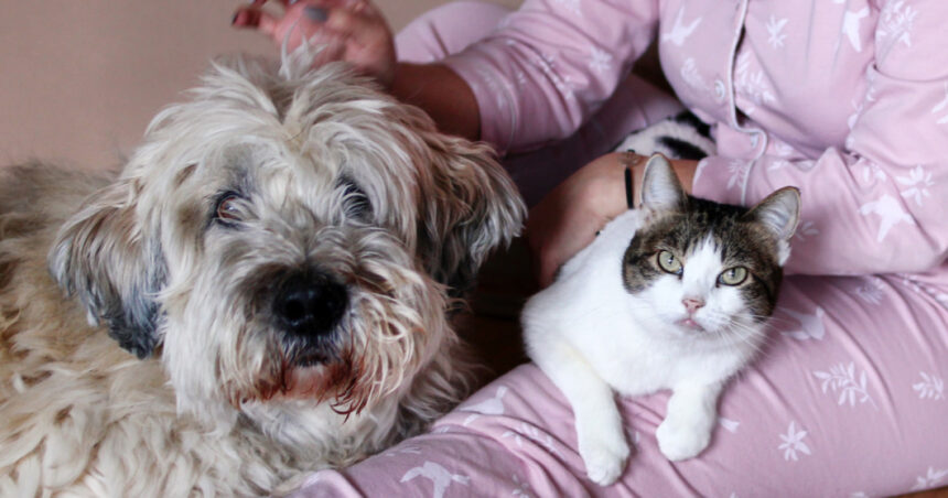 Majoritatea românilor își împărtășesc viața cu animale de companie. Ce aleg: câini sau pisici? (sondaj INSCOP) 1 peste jumatate dintre romani au animale de companie ce prefera intre caini si pisici sondaj inscop 68d503a42fb55