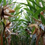 Seceta severă lovește recolta: Porumbul și floarea-soarelui suferă, în timp ce grâul și cerealele de vară ating culmi nemaivăzute. 2 productia de porumb si floarea soarelui afectata masiv de seceta graul si alte cereale de vara au inregistrat niveluri record 68b6cb0f87239