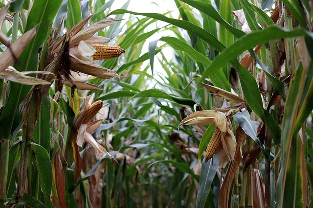 Seceta severă lovește recolta: Porumbul și floarea-soarelui suferă, în timp ce grâul și cerealele de vară ating culmi nemaivăzute. 1 productia de porumb si floarea soarelui afectata masiv de seceta graul si alte cereale de vara au inregistrat niveluri record 68b6cb0f87239