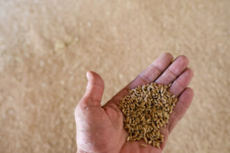 rusia autoritatile au declarat nivel de urgenta federal in regiunea cu cea mai mare productie de grau 68d933b630001