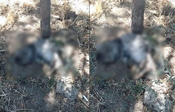 scandalul pisicilor moarte in constanta a escaladat presedintele unei asociatii de proprietari a fost amenintat iar cazul a ajuns in instanta 68c9db8ec0349