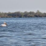 Propunerea de desființare a Comisariatului Rezervației Biosferei Delta Dunării: Garda de Mediu preia conducerea! 3 se doreste desfiintarea comisariatului rezervatiei biosferei delta dunarii institutia preluata de garda de mediu 68cbb2fc8bfe9