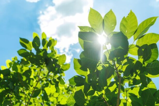 se vindeca cand estimeaza onu ca ar urma sa se refaca stratul de ozon 68c914a42ac8d