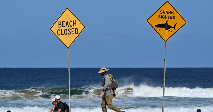 Tragedie pe valuri: Un surfer își pierde viața în urma unui atac de rechin în Australia, primul incident fatal din Sydney după 2022 1 un surfer a fost ucis de un rechin in australia este primul astfel de atac mortal in sydney din 2022 incoace 68bc1a0ac3d5d