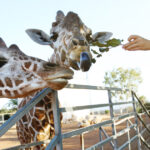 Impactul vizitatorilor asupra animalelor din grădina zoologică: care dintre ele se bucură de compania noastră și care resimt disconfortul prezenței noastre? 2 video efectul omului asupra animalelor la zoo care sunt animalele care se bucura ca ne vad dar si cele deranjate de prezenta vizitatorilor 68d76e9956361