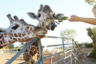 video efectul omului asupra animalelor la zoo care sunt animalele care se bucura ca ne vad dar si cele deranjate de prezenta vizitatorilor 68d76e9956361