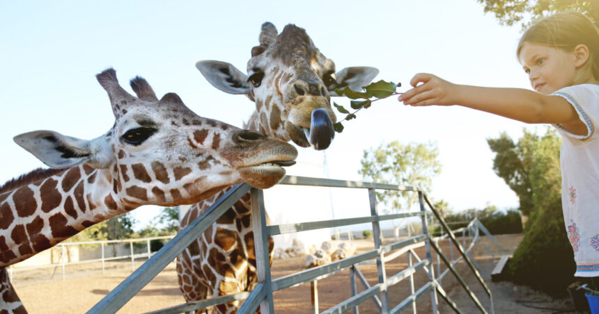 Impactul vizitatorilor asupra animalelor din grădina zoologică: care dintre ele se bucură de compania noastră și care resimt disconfortul prezenței noastre? 1 video efectul omului asupra animalelor la zoo care sunt animalele care se bucura ca ne vad dar si cele deranjate de prezenta vizitatorilor 68d76e9956361