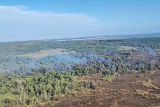 video incendiu violent in delta dunarii la sireasa pompierii lupta pentru a doua zi cu flacarile ce au cuprins padurea 68c2c22dedc22