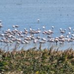 Un spectacol deosebit pe Lacul Nuntași: sute de flamingo își fac apariția! 2 video spectacol rar pe lacul nuntasi unde au poposit sute de pasari flamingo 68cbdd3de9a5b