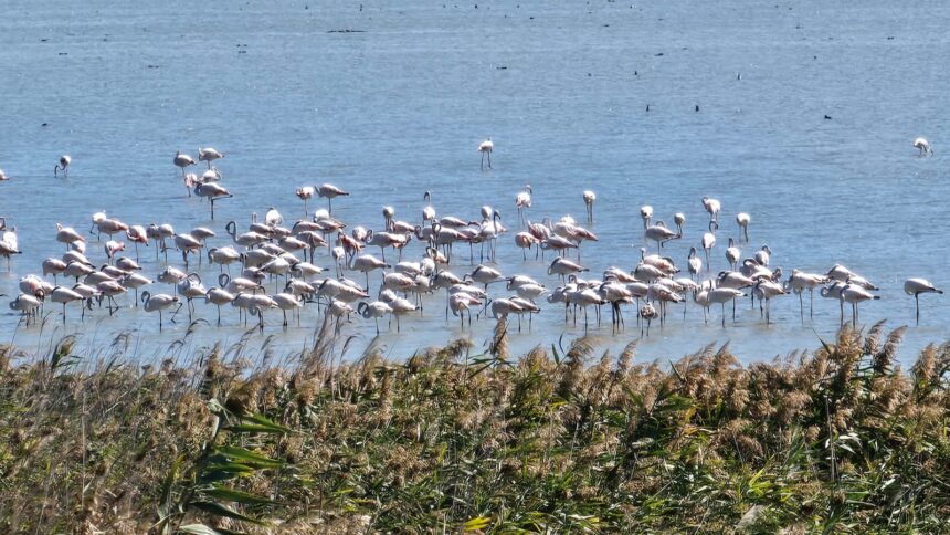 Un spectacol deosebit pe Lacul Nuntași: sute de flamingo își fac apariția! 1 video spectacol rar pe lacul nuntasi unde au poposit sute de pasari flamingo 68cbdd3de9a5b