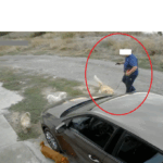 Un individ a fost surprins în timp ce împușca doi căței cu un pistol cu bile pe o stradă din Palazu Mare 3 video un barbat a fost surprins in timp ce tragea cu un pistol cu bile in doi catei pe o strada din palazu mare 68dc31d28cb9e
