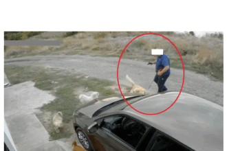 video un barbat a fost surprins in timp ce tragea cu un pistol cu bile in doi catei pe o strada din palazu mare 68dc31d28cb9e