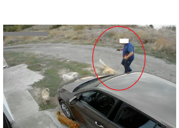 Un individ a fost surprins în timp ce împușca doi căței cu un pistol cu bile pe o stradă din Palazu Mare 1 video un barbat a fost surprins in timp ce tragea cu un pistol cu bile in doi catei pe o strada din palazu mare 68dc31d28cb9e