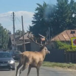 Un cerb surprinzător în Călărași: Haos pe străzi și aventuri în canalul de irigații! 3 video un cerb a intrat intr o localitate din calarasi unde a provocat haos pe sosea animalul ulterior a fost scos din canalul de irigatii 68d26e883e39f