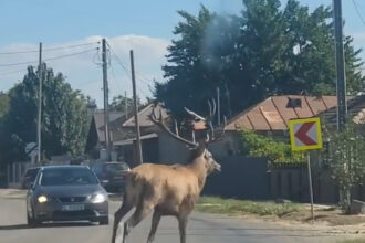 video un cerb a intrat intr o localitate din calarasi unde a provocat haos pe sosea animalul ulterior a fost scos din canalul de irigatii 68d26e883e39f