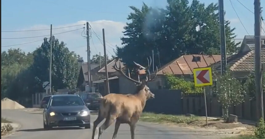 Un cerb surprinzător în Călărași: Haos pe străzi și aventuri în canalul de irigații! 1 video un cerb a intrat intr o localitate din calarasi unde a provocat haos pe sosea animalul ulterior a fost scos din canalul de irigatii 68d26e883e39f