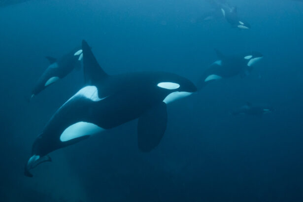 video un iaht a fost scufundat de balene ucigase in largul coastelor portugaliei doua trei lovituri au fost suficiente 68c968eb61c09