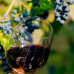 Vinuri de excepție în Moldova: o creștere impresionantă de 35% față de anul anterior! 3 video vin mai mult si mai bun in acest an in zona moldovei productia a crescut cu 35 fata de 2024 68d0247b73fe1