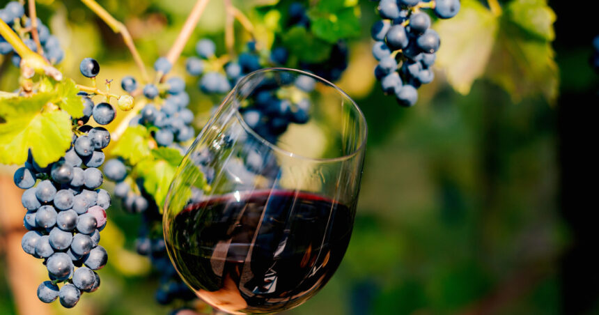 Vinuri de excepție în Moldova: o creștere impresionantă de 35% față de anul anterior! 1 video vin mai mult si mai bun in acest an in zona moldovei productia a crescut cu 35 fata de 2024 68d0247b73fe1