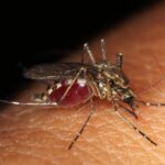 Virusul West Nile își face apariția în Dobrogea: Primul caz confirmat în Tulcea 3 virusul west nile a ajuns si in dobrogea primul caz confirmat la tulcea 68d12e23650ec