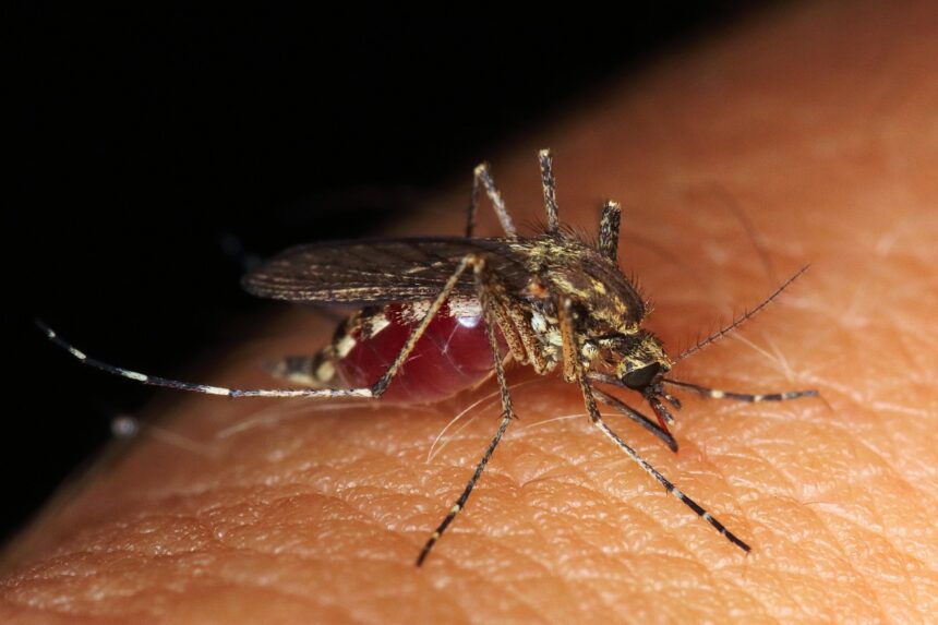 Virusul West Nile își face apariția în Dobrogea: Primul caz confirmat în Tulcea 1 virusul west nile a ajuns si in dobrogea primul caz confirmat la tulcea 68d12e23650ec