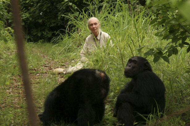 a murit jane goodall specialista in primatologie cunoscuta pentru campaniile sale de protectie a mediului avea 91 de ani 68dd919c8ea41