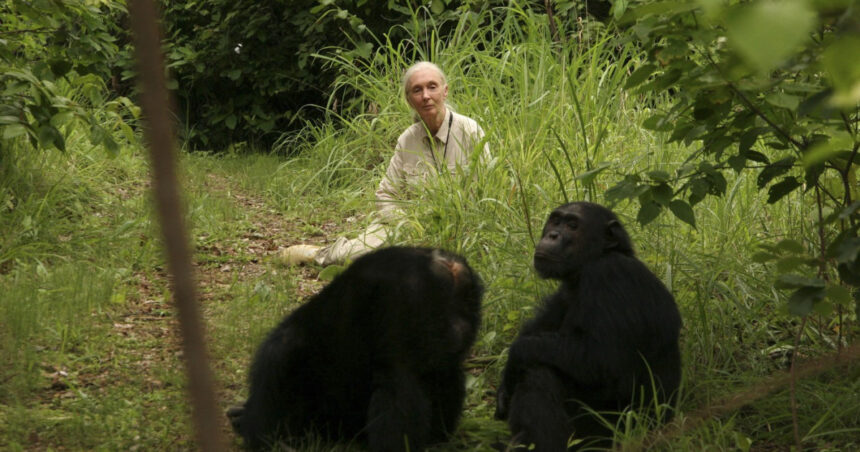 S-a stins din viață Jane Goodall, renumita expertă în primatologie, dedicată salvării mediului, la vârsta de 91 de ani. 1 a murit jane goodall specialista in primatologie cunoscuta pentru campaniile sale de protectie a mediului avea 91 de ani 68dd919c8ea41
