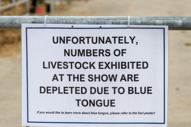 alerta epidemiologica in gorj focar de boala limbii albastre la bovine virusul se extinde in europa anunta expertii veterinari 68dd528fd7fa8