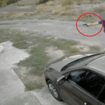 Bărbat sancționat cu 7.000 de lei pentru că a împușcat un bichon cu un pistol cu bile în Palazu Mare, rămânând fără arma sa. 2 amenda de 7 000 de lei pentru barbatul care a tras cu un pistol cu bile intr un bichon in palazu mare acesta a ramas si fara pistol 68dd07abe203a