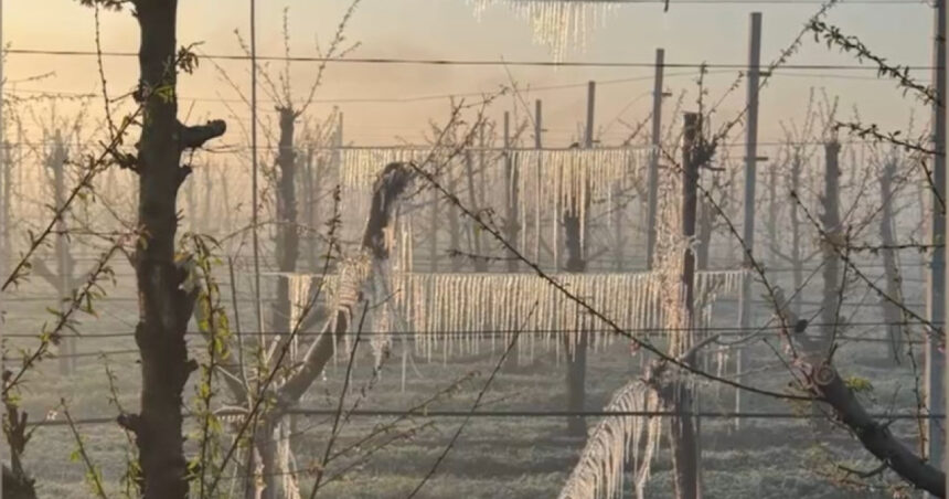 ce fermierii romani ale caror culturi de fructe au fost distruse de inghetul din primavara vor primi 115 milioane euro 68e8fec2ebc15