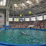 Delfinariul din Constanța se pregătește să primească cinci noi delfini din Malta! 3 delfinariul din constanta ar putea primi cinci delfini donati din malta 68fdd8f21fa09
