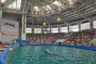 delfinariul din constanta ar putea primi cinci delfini donati din malta 68fdd8f21fa09