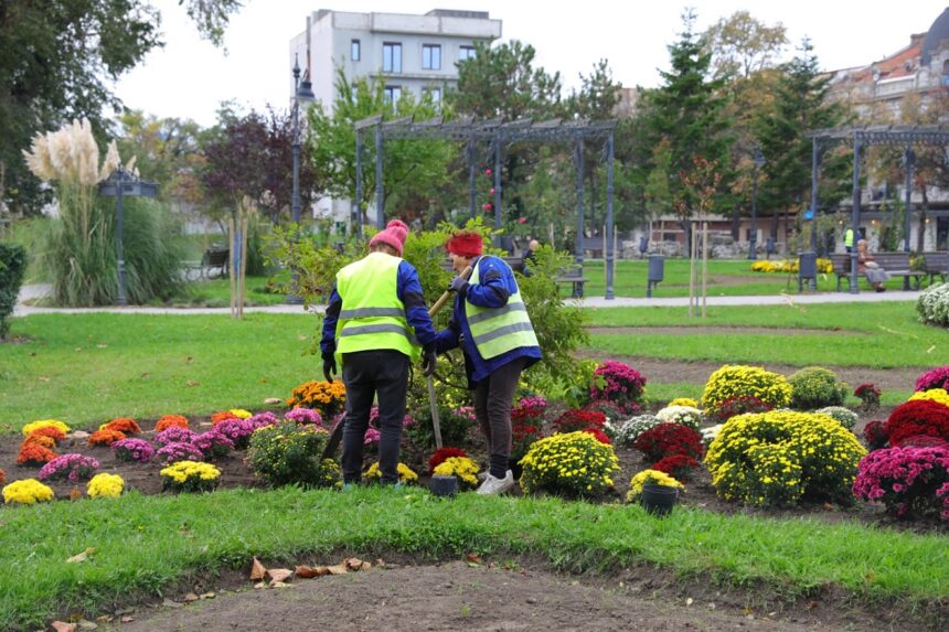 Primăvara florilor: Mii de plante ornamentale vor înfrumuseța Constanța în această toamnă! 1 foto campanie de toamna mii de flori si arbusti ornamentali vor fi plantati in constanta 68fb5a6eab383
