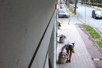 foto gest revoltator pe bulevardul ferdinand din constanta florile plantate si ingrijite cu drag de angajatii une clinici dentare sustrase cu nonsalanta acuza acestia 68f37f213b614
