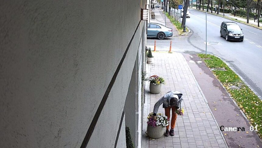 Scenă Șocantă pe Bulevardul Ferdinand din Constanța: Florile Îngrijite cu Devotament de Oamenii unei Clinici Dentare, Furt cu Nepăsare! 1 foto gest revoltator pe bulevardul ferdinand din constanta florile plantate si ingrijite cu drag de angajatii une clinici dentare sustrase cu nonsalanta acuza acestia 68f37f213b614