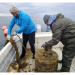 Stridiile japoneze prosperă în apele Mării Negre: Au atins dimensiunea optimă la un an de la apariția lor! Părerea experților de la Institutul Grigore Antipa 2 foto stridiile japoneze infloresc in marea neagra au ajuns la calibrul 1 la un an de la debut ce spun specialistii de la instititul grigore antipa 69008b069a45b