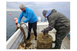 foto stridiile japoneze infloresc in marea neagra au ajuns la calibrul 1 la un an de la debut ce spun specialistii de la instititul grigore antipa 69008b069a45b