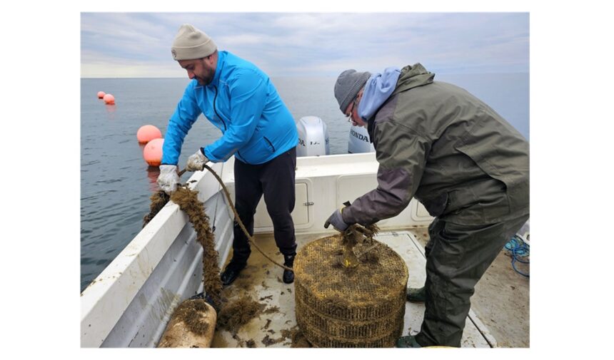 Stridiile japoneze prosperă în apele Mării Negre: Au atins dimensiunea optimă la un an de la apariția lor! Părerea experților de la Institutul Grigore Antipa 1 foto stridiile japoneze infloresc in marea neagra au ajuns la calibrul 1 la un an de la debut ce spun specialistii de la instititul grigore antipa 69008b069a45b