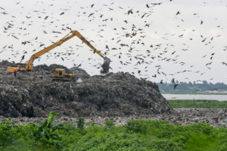 foto trei din cinci specii de pasari sunt in declin focile arctice aproape de disparitie criza biodiversitatii se adanceste 68eb6cf02f6d0