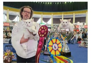 foto un motan nascut in romania desemnat cel mai frumos din lume la campionatul mondial felin 2025 6904b0b18bcb4