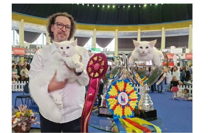 Un motan român, încoronat ca cel mai frumos din lume la Campionatul Mondial al Pisicilor 2025! 1 foto un motan nascut in romania desemnat cel mai frumos din lume la campionatul mondial felin 2025 6904b0b18bcb4