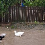 Codul roșu a provocat DEZASTRU în comuna Ciobanu! Inundațiile au răpit păsările din gospodării! 3 foto video codul rosu a facut prapad in comuna ciobanu apa intrata in gospodariile oamenilor a luat pasarile de curte pe sus 68e68f7131e07