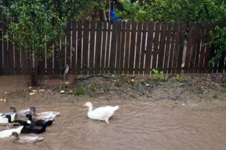 foto video codul rosu a facut prapad in comuna ciobanu apa intrata in gospodariile oamenilor a luat pasarile de curte pe sus 68e68f7131e07